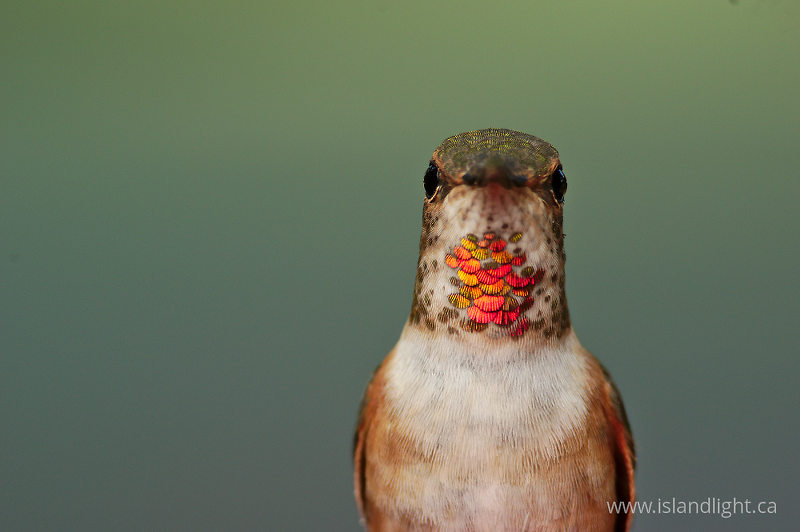 Rufus Hummingbird Portrait -  Hummingbird photo