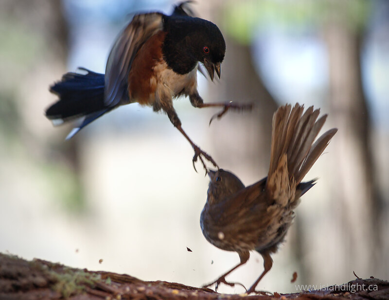 Sparing Songbirds - Cortes Island  photo