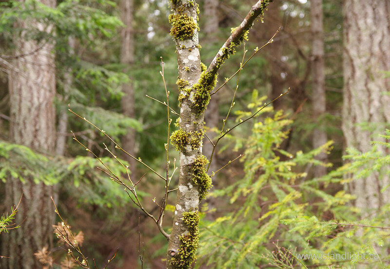 Moss and Lichens on a Young Alder -   photo