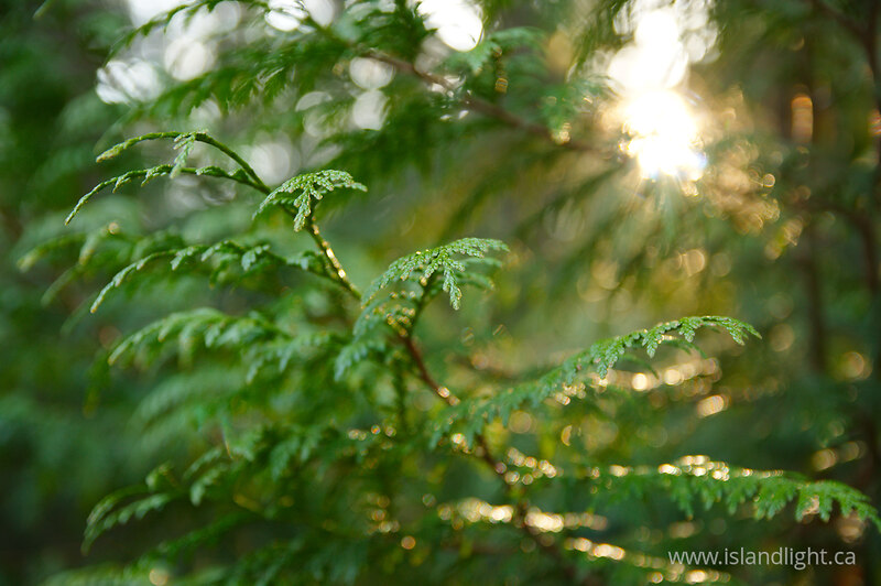 Golden light on the fresh greens of Western red ceder -  Forest photo