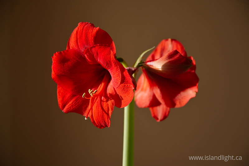 Amaryllis - Phase 2 -  Flower photo