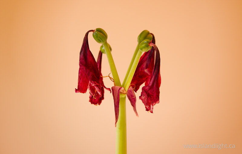 Amaryllis - Phase 3 -  Flower photo