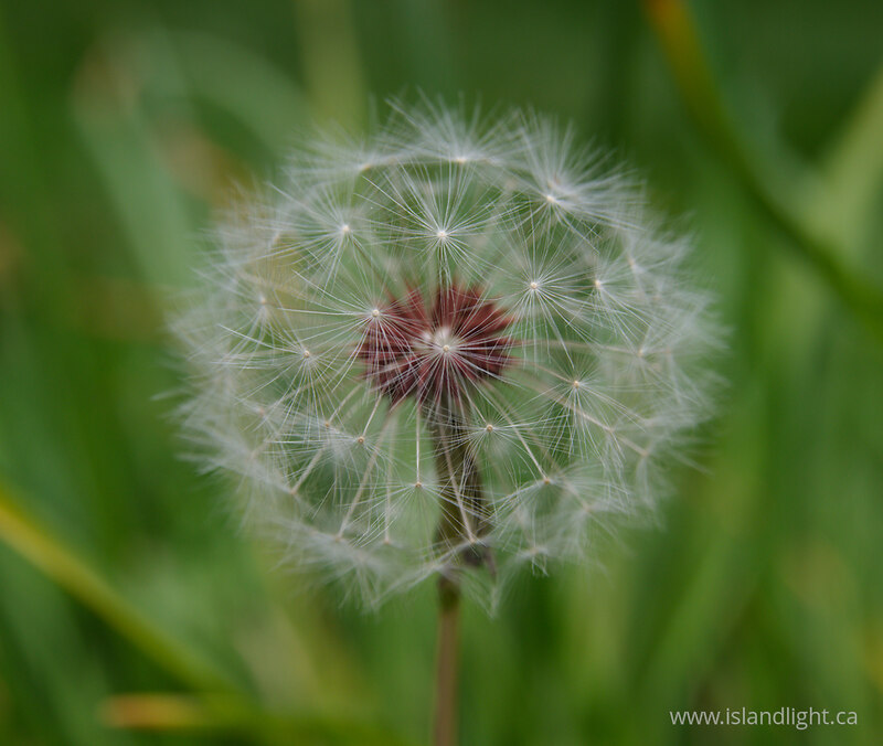 Waiting for Wind III -   photo