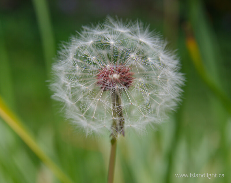 Waiting for Wind II -   photo