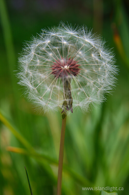 Waiting for Wind 1 -   photo