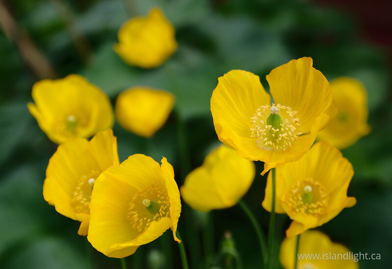 Welsh Poppys -  Flower photo
