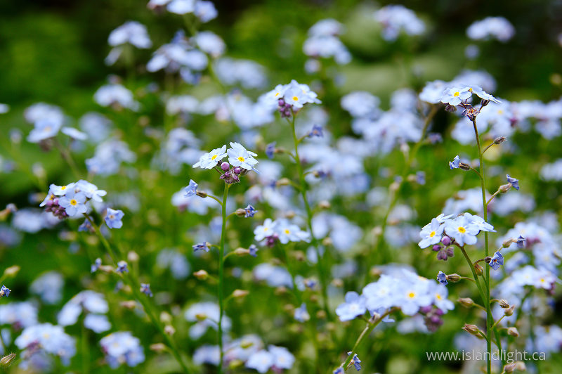Lots and Lots of Forget-Me-Nots -  Flower photo