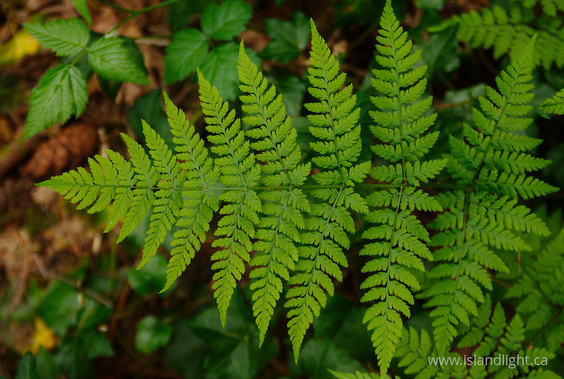 Wood Fern Frond - Pacific Spirit Park Fern photo