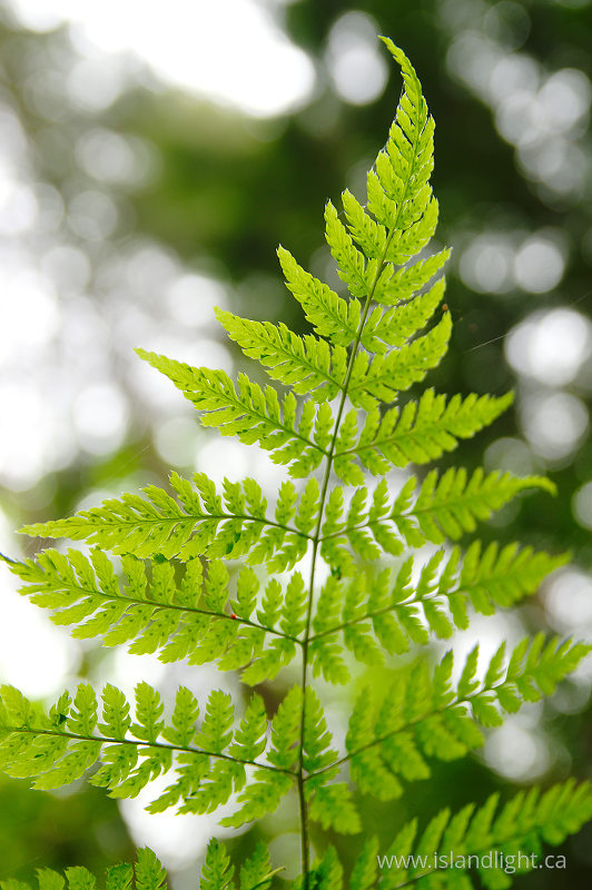 Wood Fern Leaf Pattern  - Pacific Spirit Park Fern photo