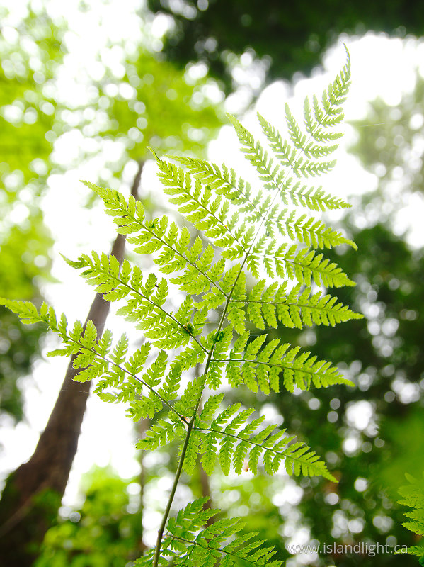Looking Up at a Little Wood Fern - Pacific Spirit Park Fern photo