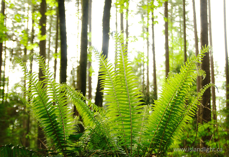 Ferns in the Forest - Pacific Spirit Park Forest photo