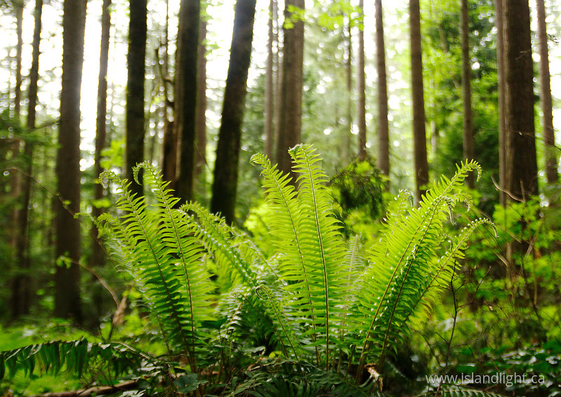 Ferns in Pacific Spirit Park - Pacific Spirit Park Forest photo