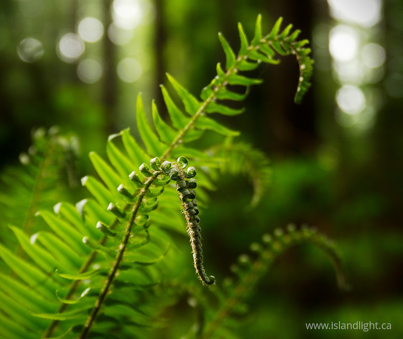 Spring Sword Fern Tips - Pacific Spirit Park Fern photo