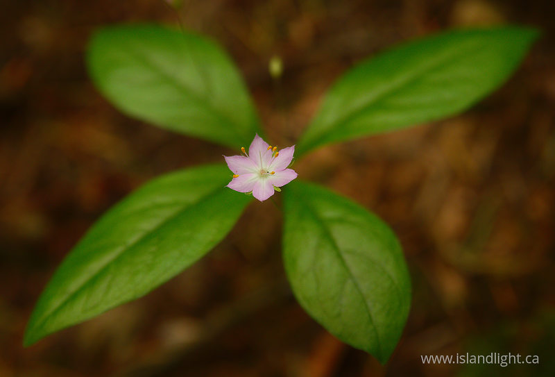 Little Pink Wildflower - Pacific Spirit Park Wildflower photo