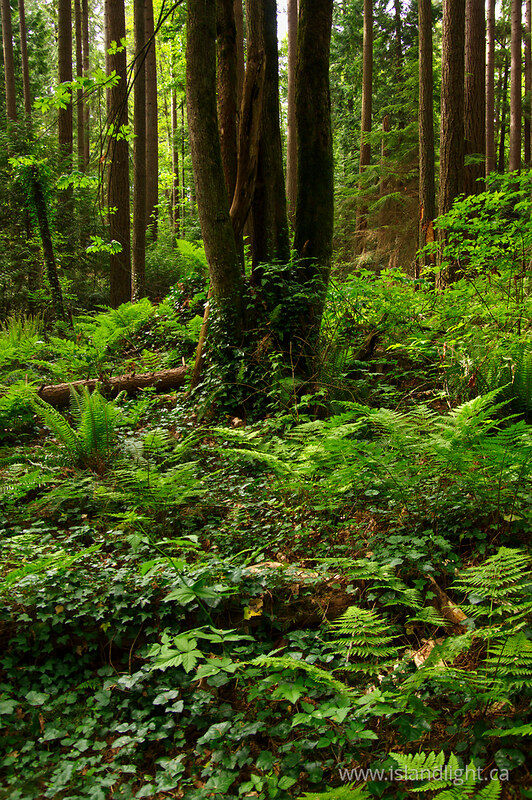 A Wild Spot in Pacific Spirit Park 2 - Vancouver Forest photo