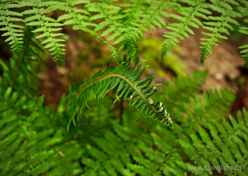 Bracken and Sword Fern -  Fern photo