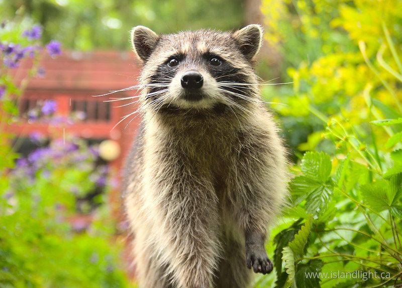 A Raccoon in the Back Garden II - Vancouver Raccoon photo