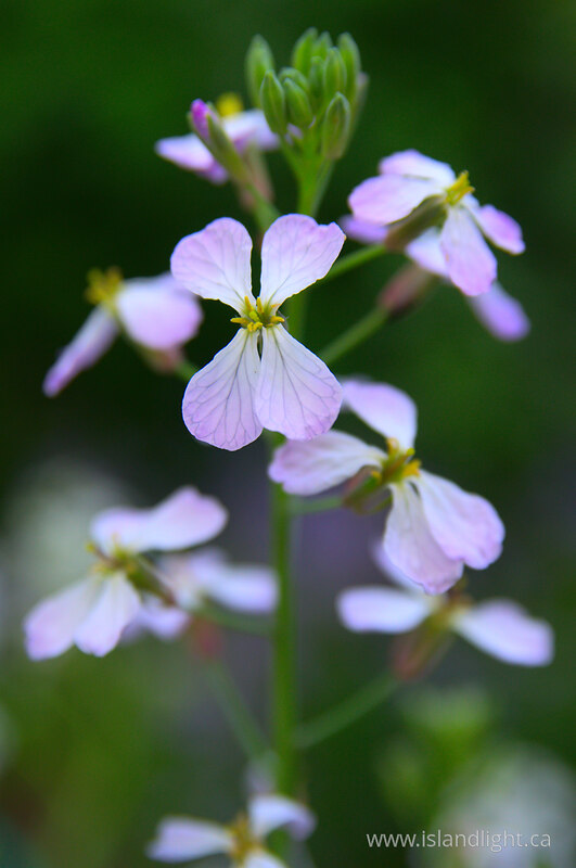 Dame's Rocket -  Flower photo