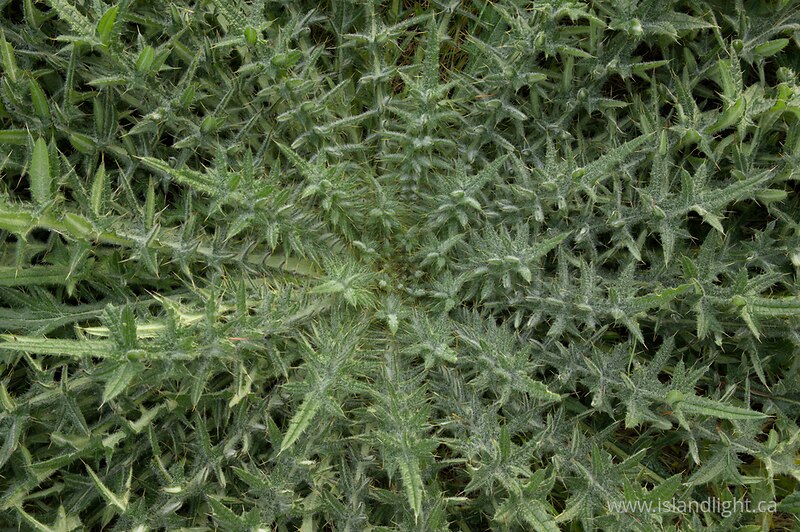 Frozen Thistle Mandala -   photo