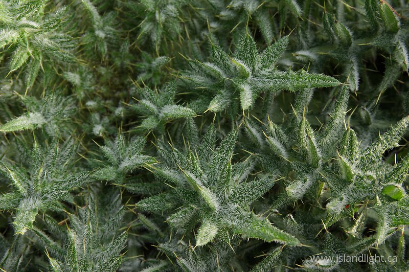 Frozen Thistle Close-up -   photo