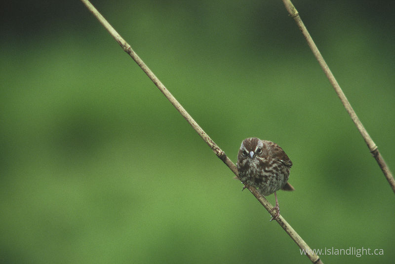 Inspector Song Sparrow - Cortes Island Sparrow photo