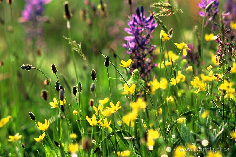 Mitlenatch Wildflowers -  Wildflower photo