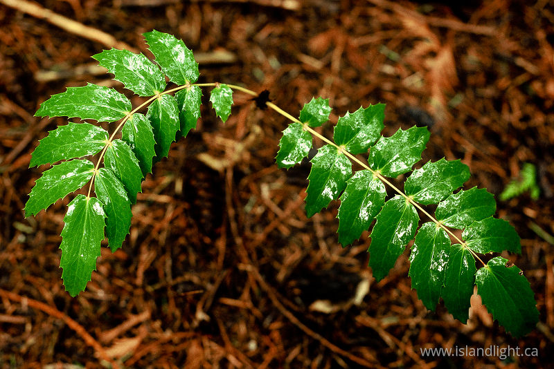 Oregon Grape - Cortes Island  photo