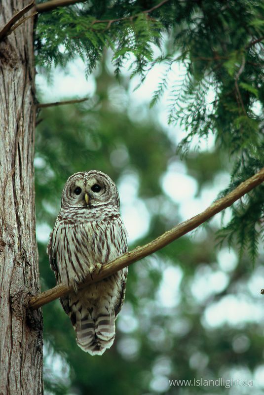 Barred Owl - Cortes Island Owl photo