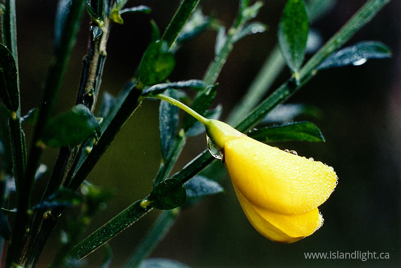 Scotch Broom - Cortes Island Flower photo