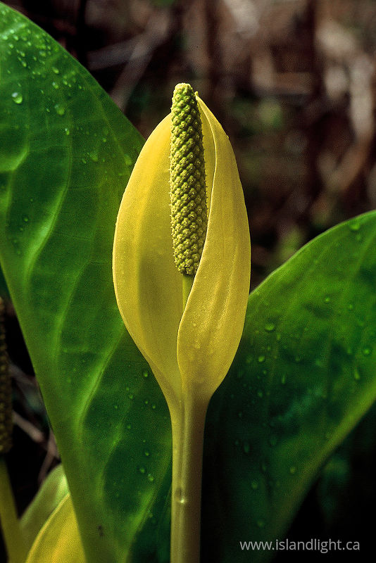 Skunk Cabbage -  Wildflower photo