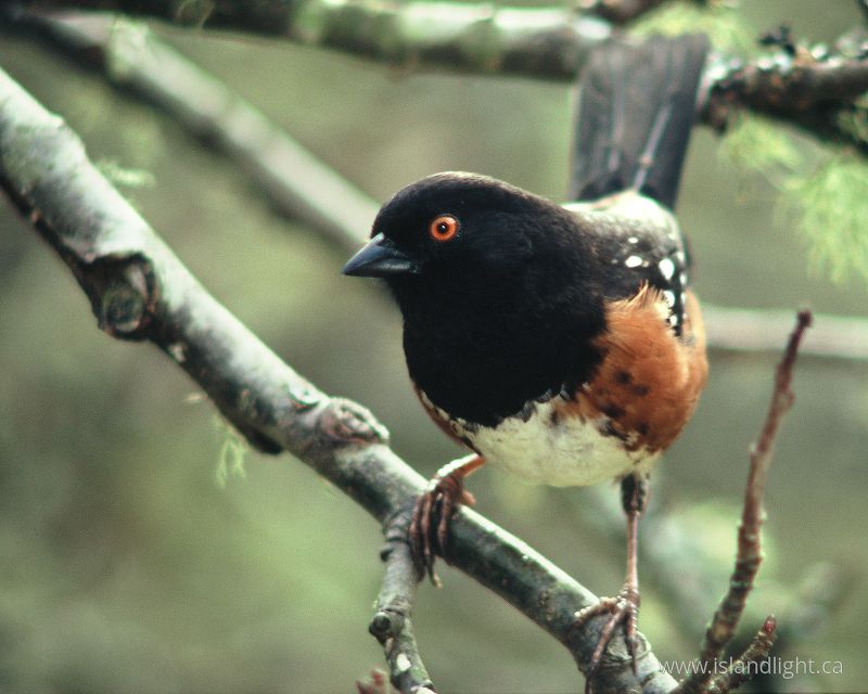 Spotted Towhee Portrait - Cortes Island Sparrow photo