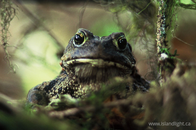 Western Toad -  Toad photo