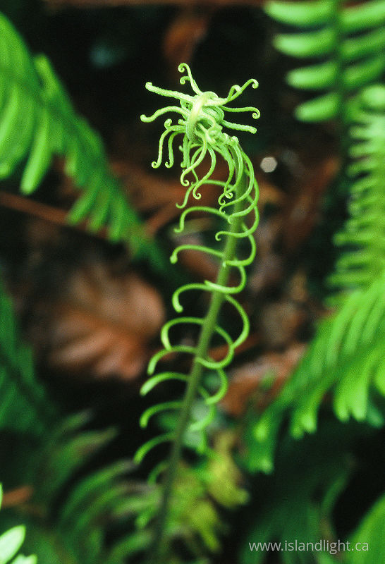 Young Fern Uncurling - Cortes Island Fern photo