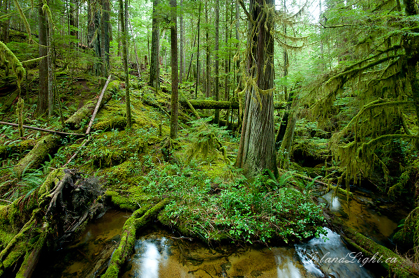 Grandmother Grove ~ Forest Photo from Cortes Island Canada.
