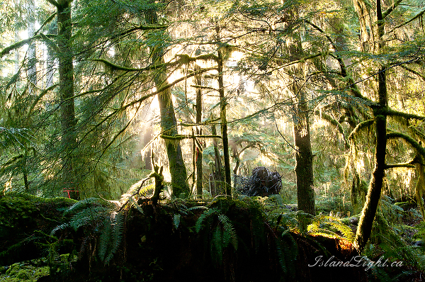 Light in the Forest #1 ~ Forest Photo from Cortes Island Canada.