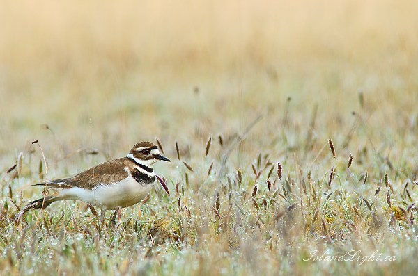Killdeer in a Meadow of Morning Dew ~ Plover picture from Cortes Island Canada.
