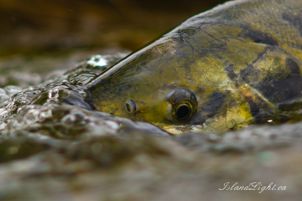 Portrait of a Chum Salmon in Basil Brook ~ Salmon Photo from Cortes Island Canada.