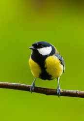 Parus Major - Bird  photo from  Aillevillers Haute-Saone, France
