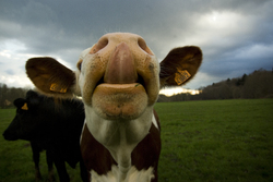 Cow Lick -  Cow photo