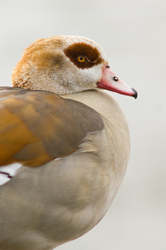 Egyptian Goose - Goose photo from  Amsterdam Netherlands