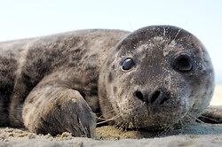 Baby Harbour Seal - Cortes Island Baby Animal photo