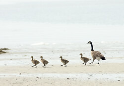 Baby Geese Walking in Step -  Baby Animal photo