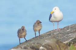 Seagull Family - Mitlenatch Island Baby Bird photo