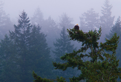 Bald Eagle on Treetop - Cortes Island Bald Eagle photo
