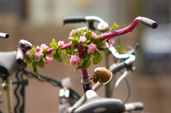  Amsterdam Bicycle photo
