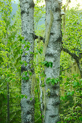 Twin Birches - Slocan Valley Birch Tree photo