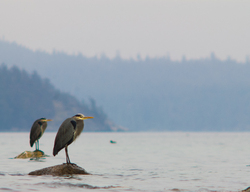 Two Great Blue Herons - Cortes Island Blue Heron photo