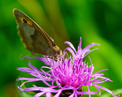 Sipping Knapweed -  Butterfly photo