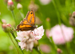 Butterfly -  Butterfly photo