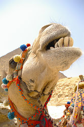 Dental Floss Time  Perhaps? - Giza Camel photo